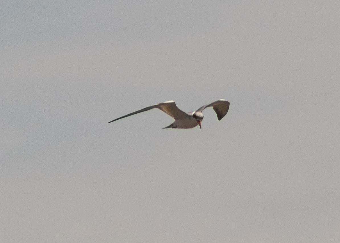 Large-billed Tern - ML624965129