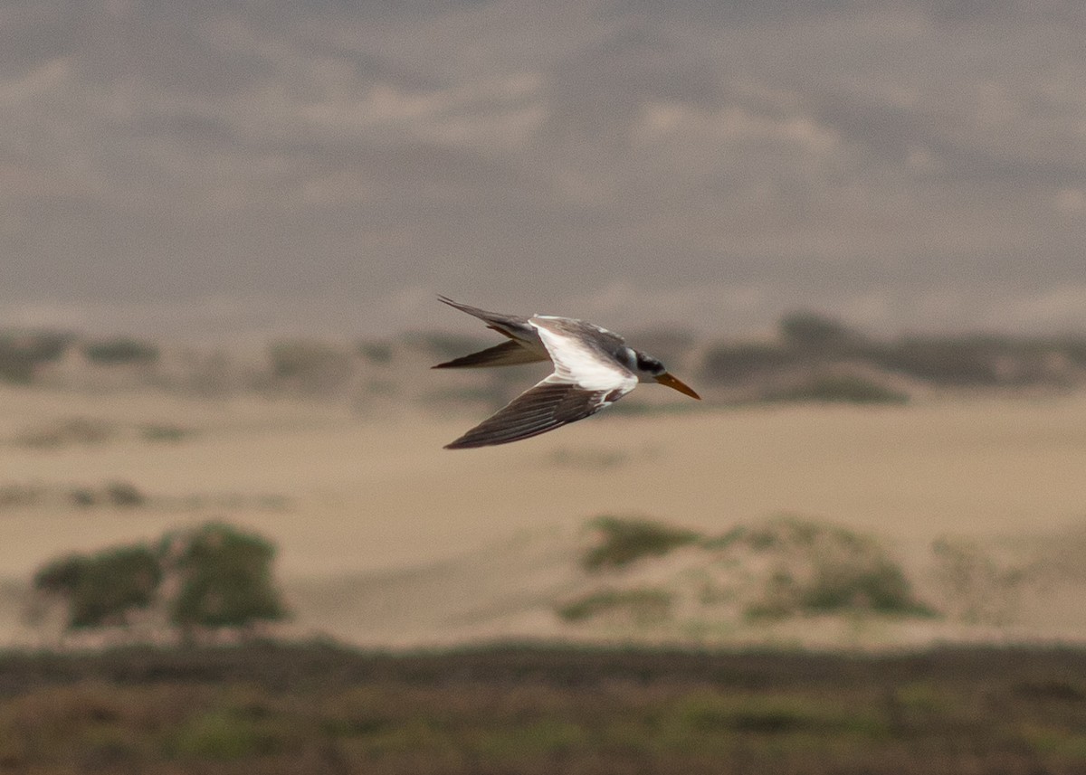 Large-billed Tern - ML624965130
