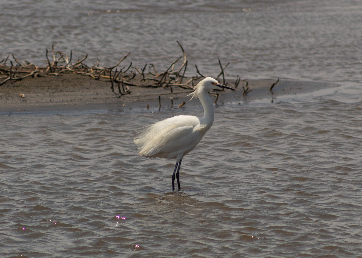 Snowy Egret - ML624965150