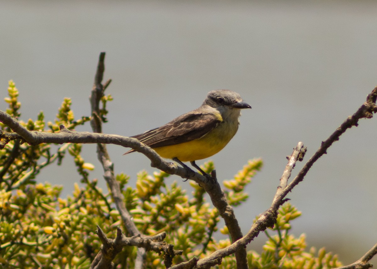 Tropical Kingbird - ML624965165