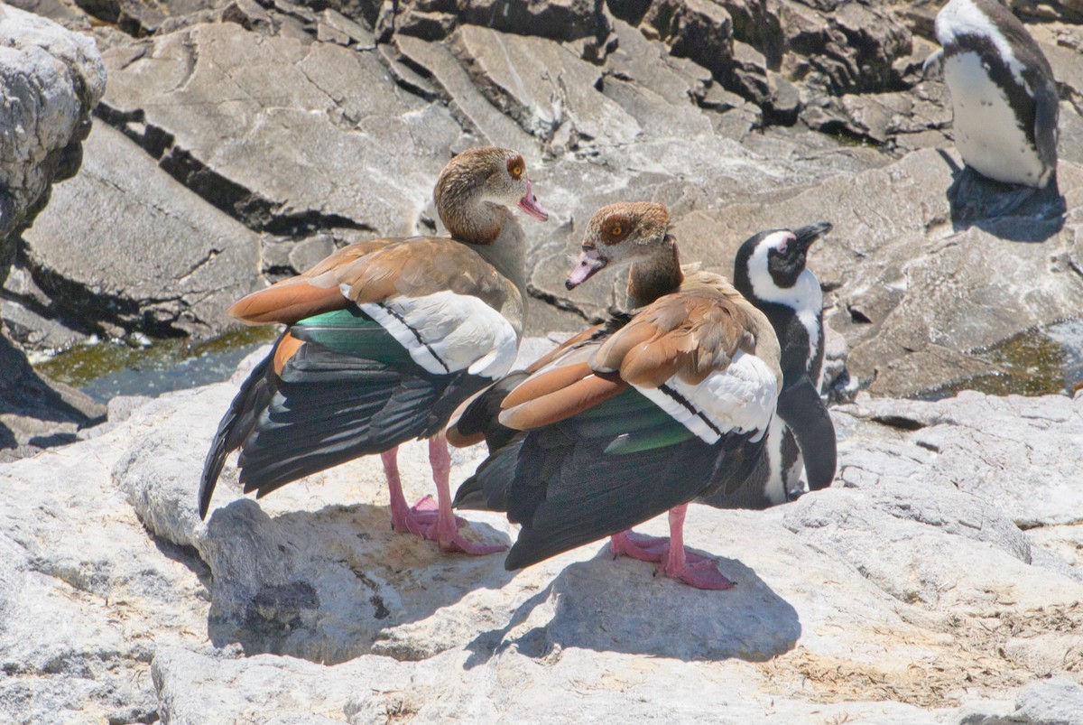 Egyptian Goose - ML624965256