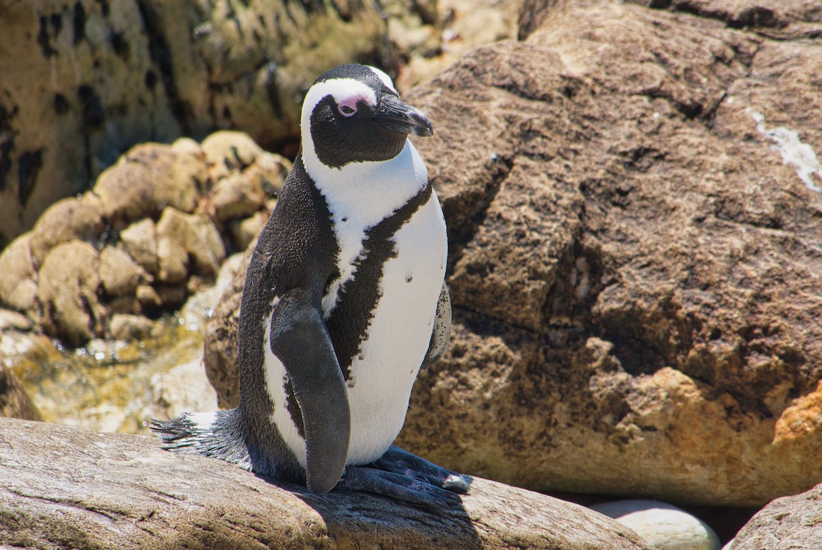 African Penguin - ML624965265