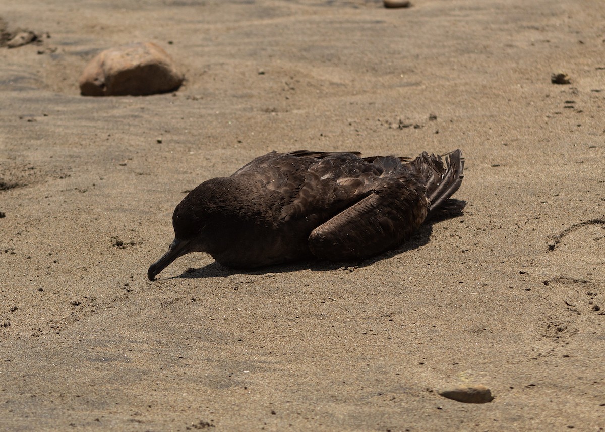 Sooty Shearwater - ML624965292