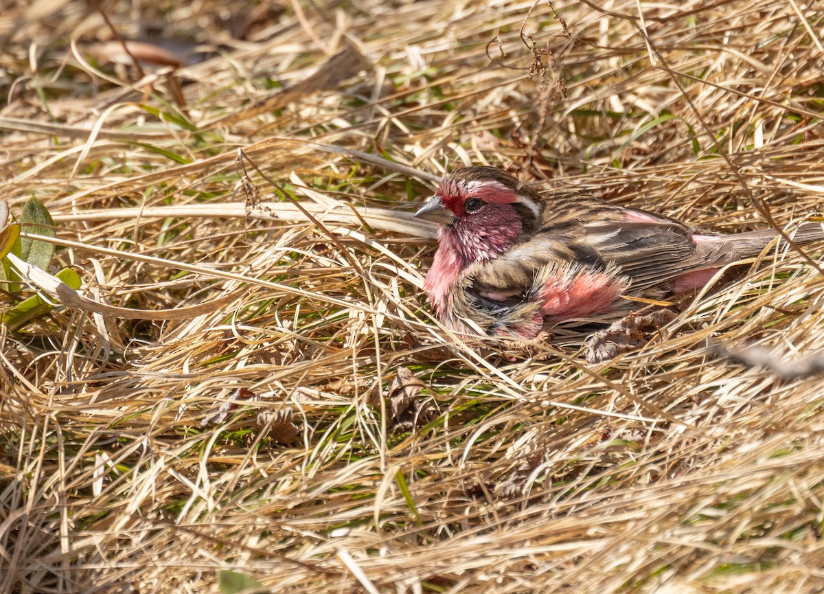 Chinese White-browed Rosefinch - ML624965336