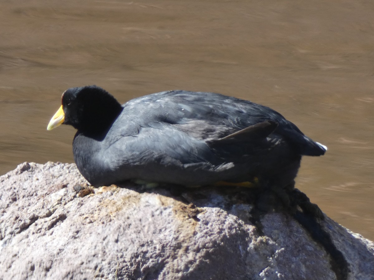 Slate-colored Coot - alvaro cuevas becerra