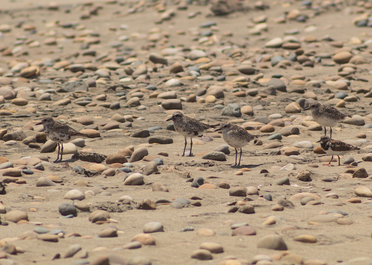 Black-bellied Plover - ML624965365