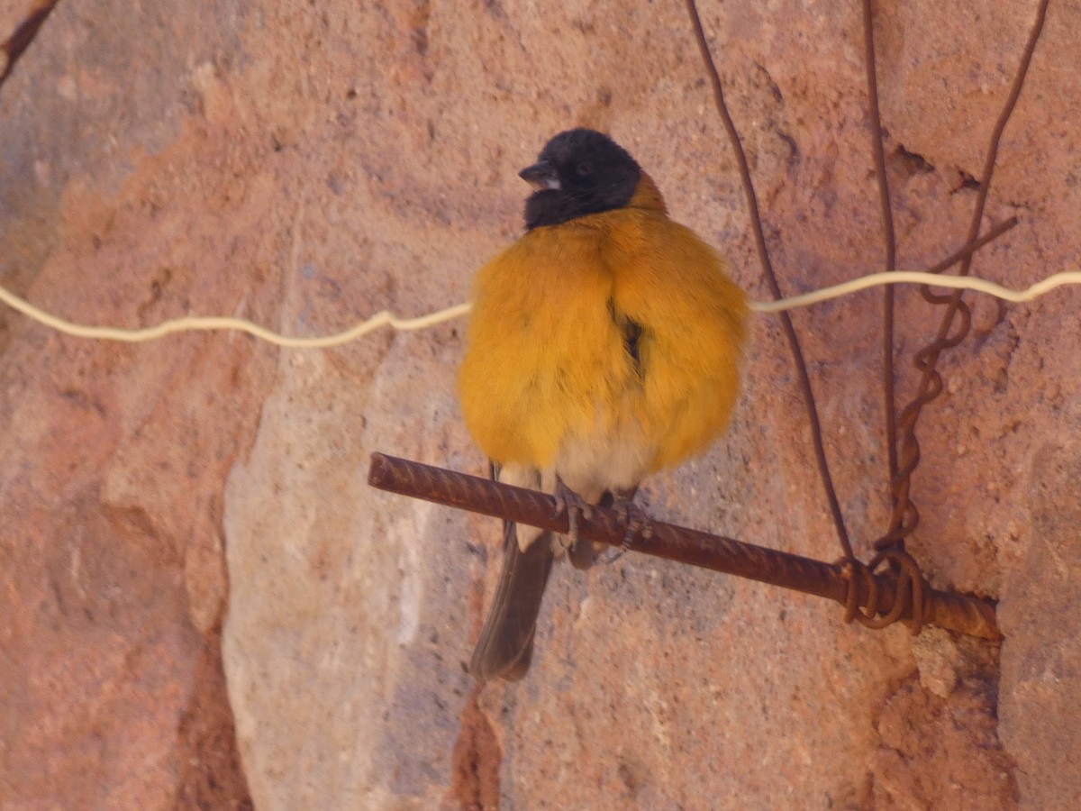 Black-hooded Sierra Finch - ML624965376