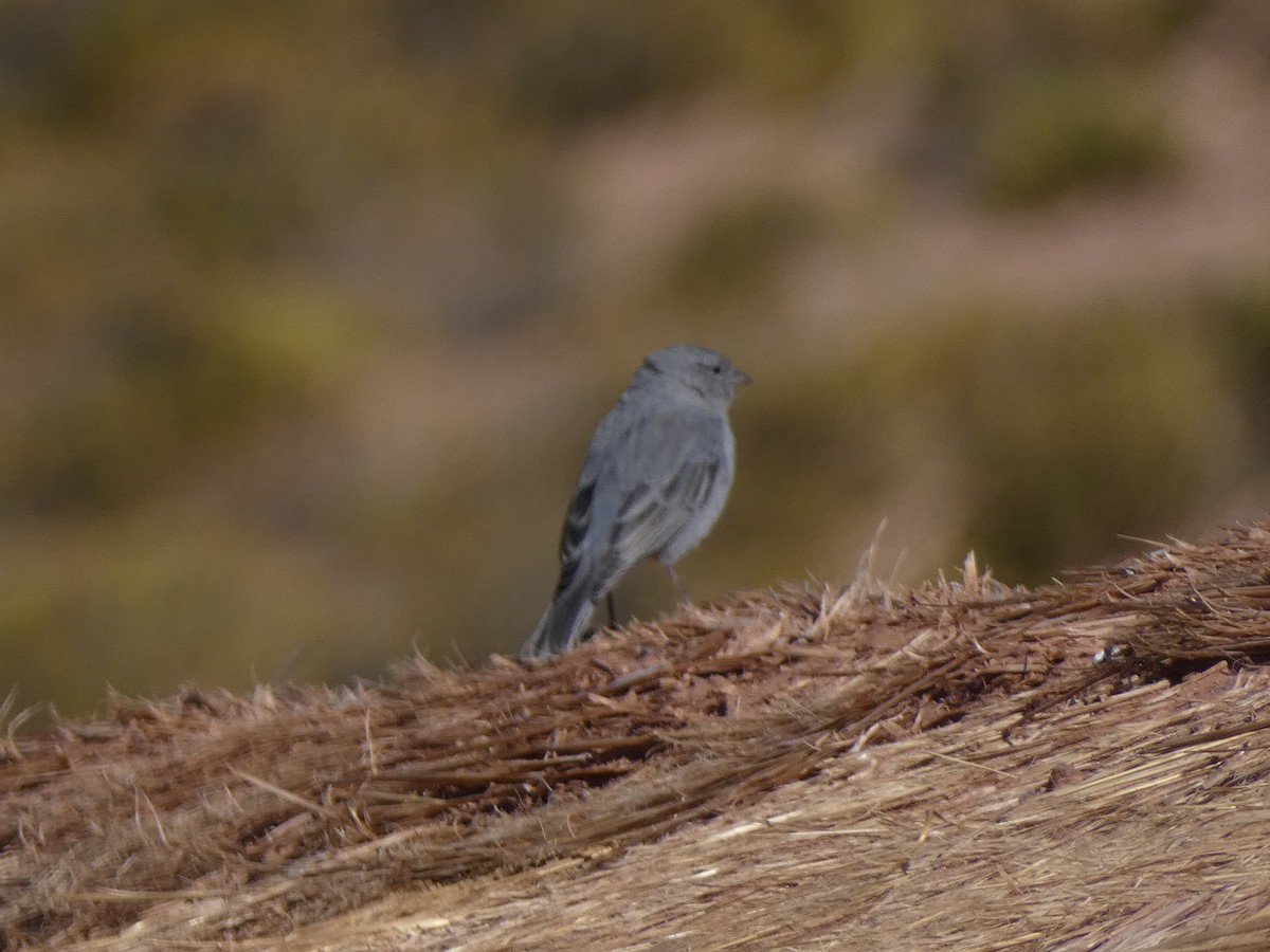 Plumbeous Sierra Finch - ML624965390