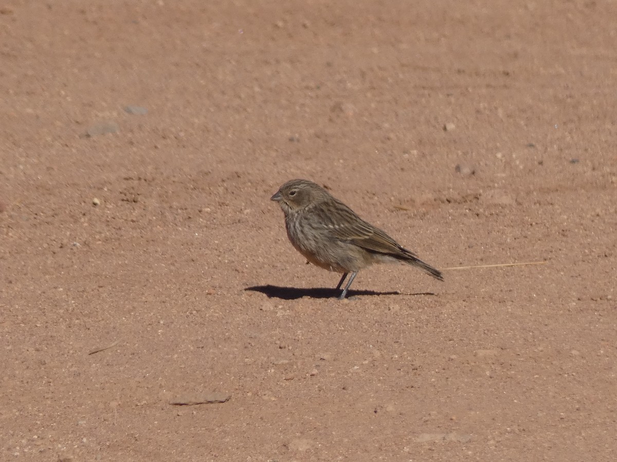 Plumbeous Sierra Finch - ML624965391