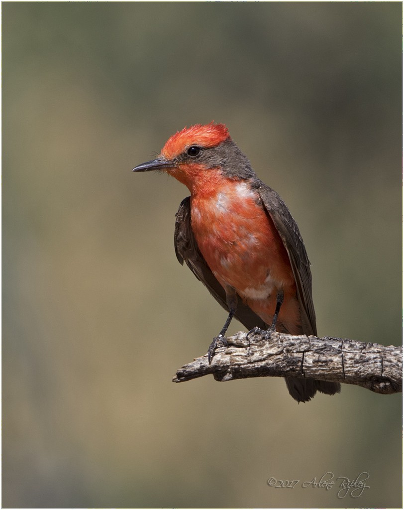 Vermilion Flycatcher - Arlene Ripley