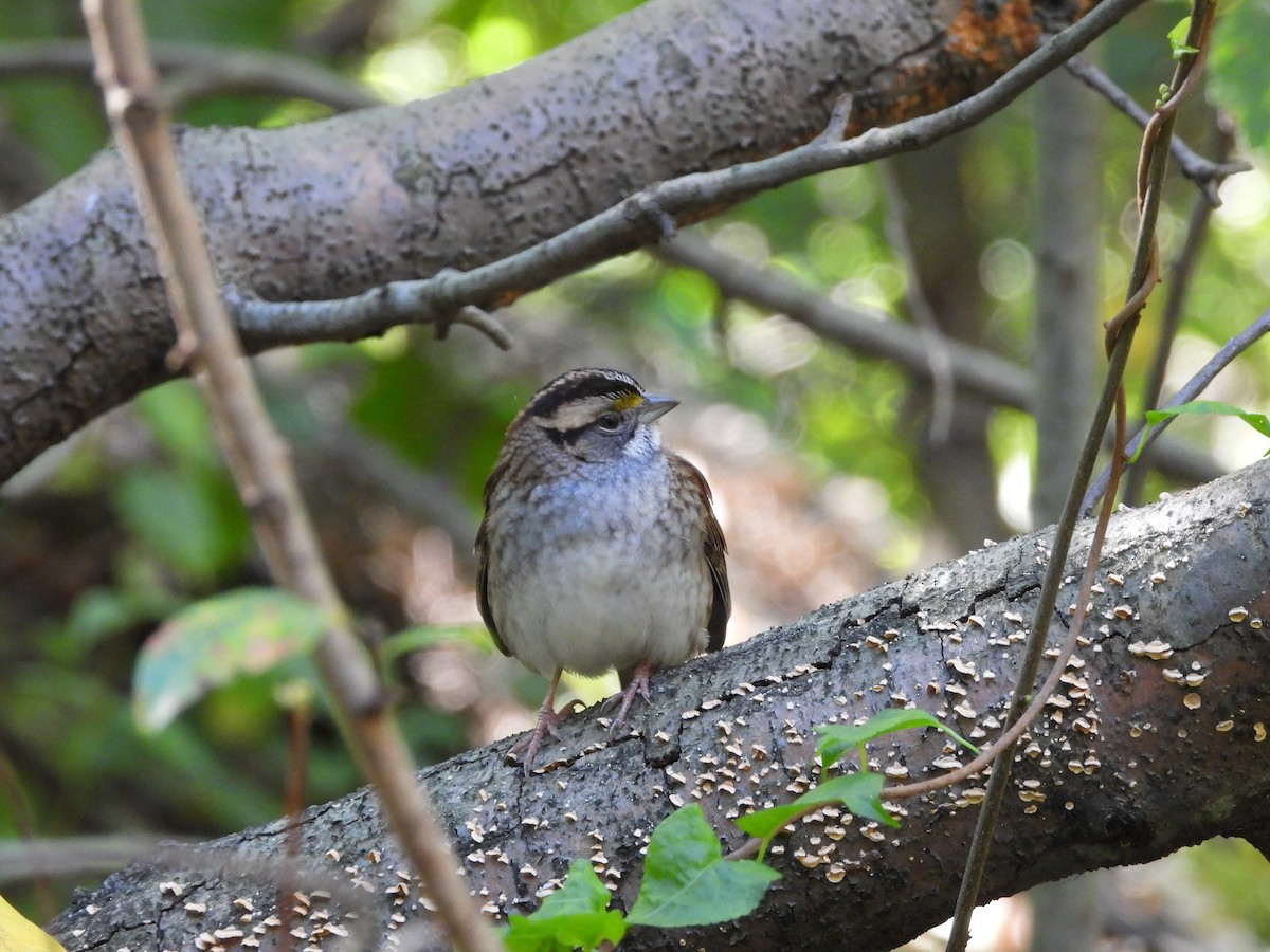 White-throated Sparrow - ML624965769