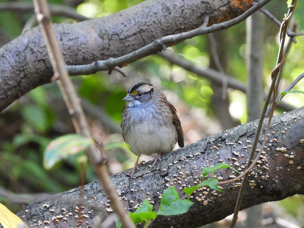 White-throated Sparrow - ML624965770