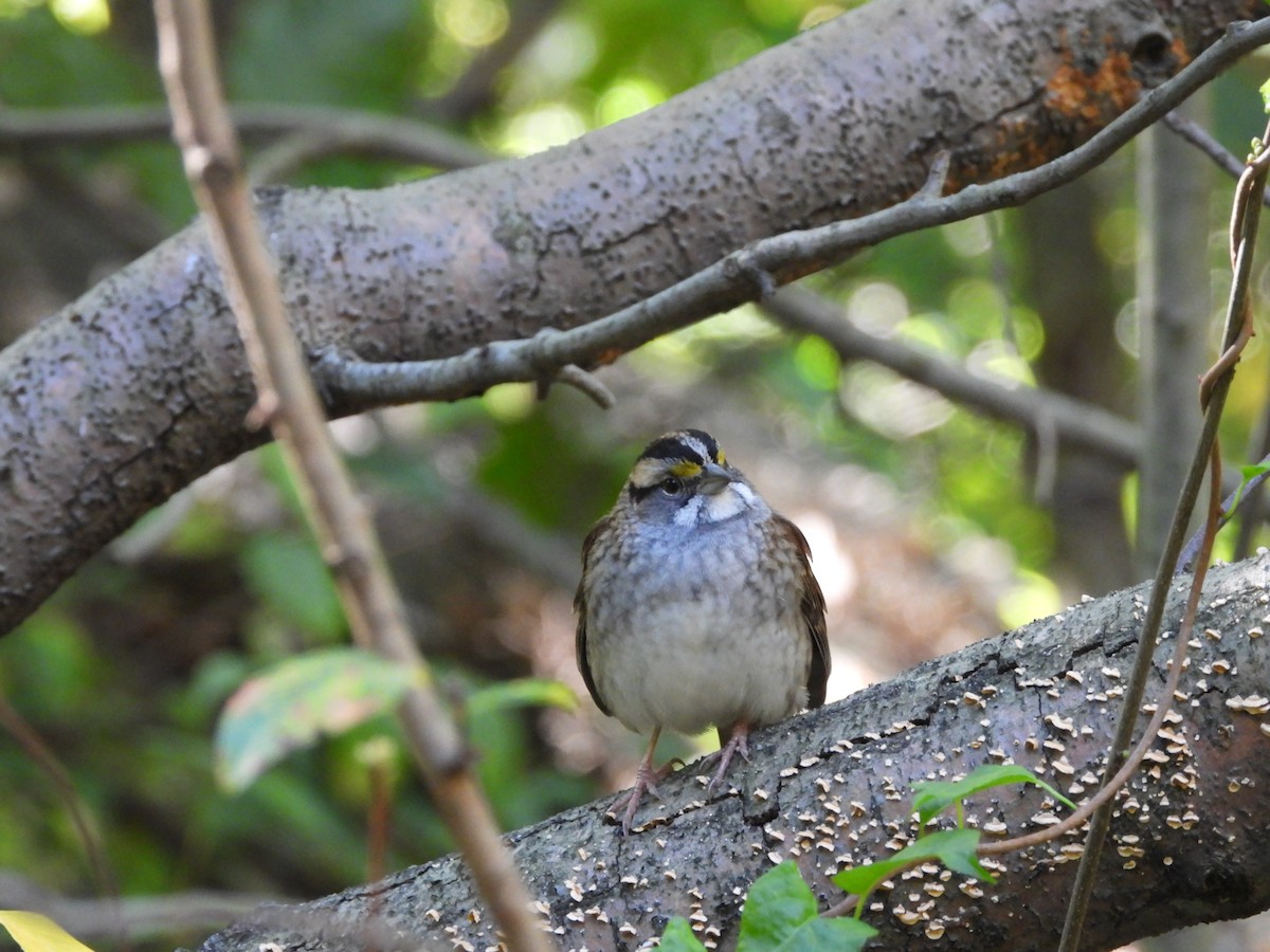 White-throated Sparrow - ML624965771