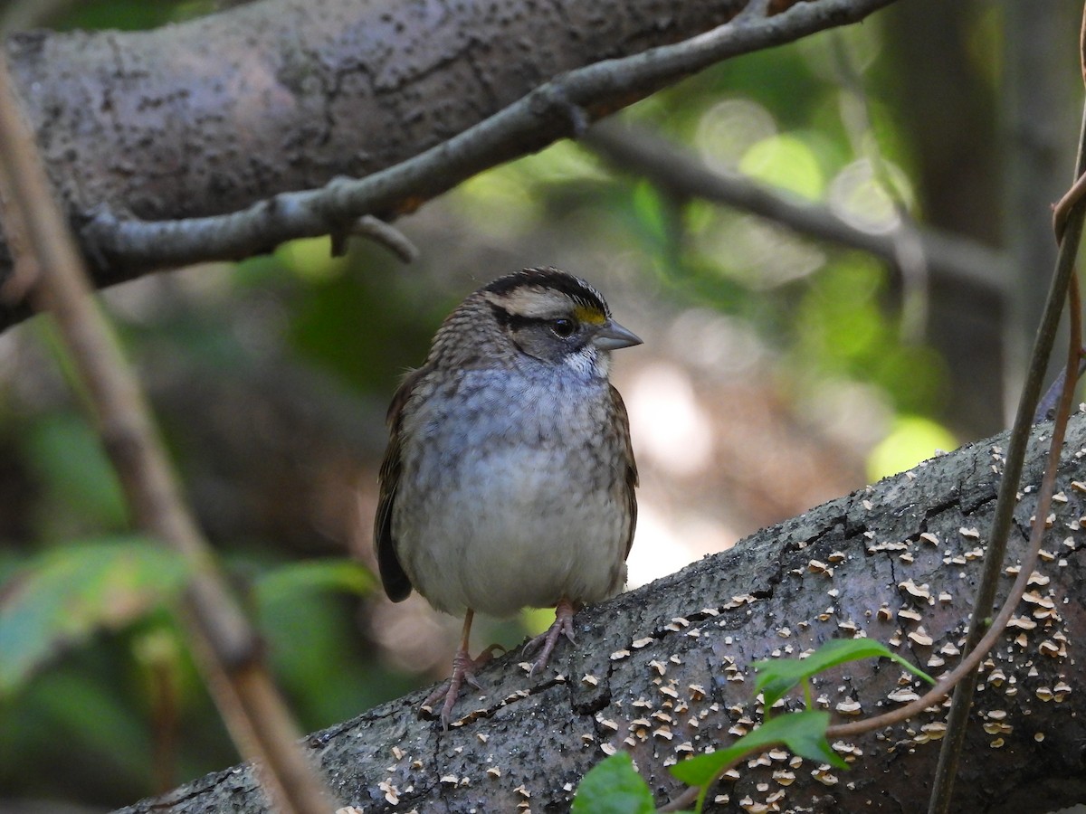 White-throated Sparrow - ML624965772
