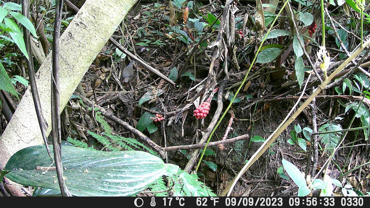 Colombe à calotte grise - ML624965829