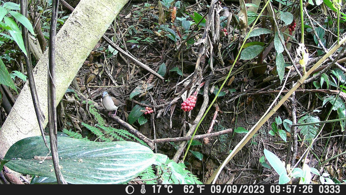 Colombe à calotte grise - ML624965831