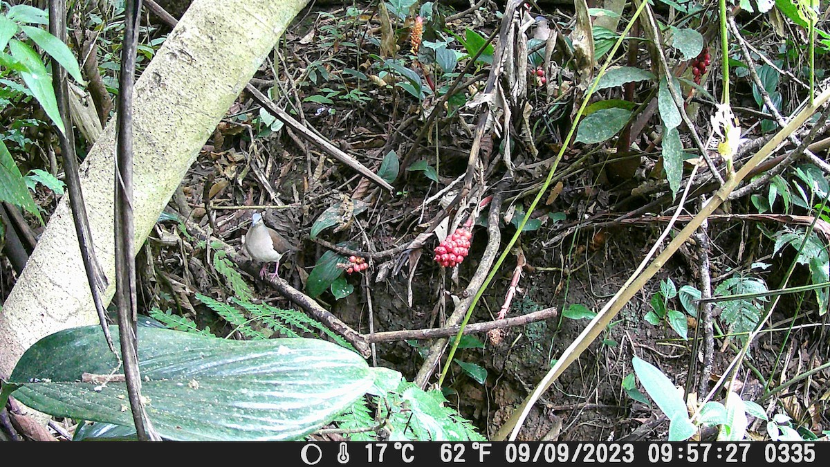 Colombe à calotte grise - ML624965833