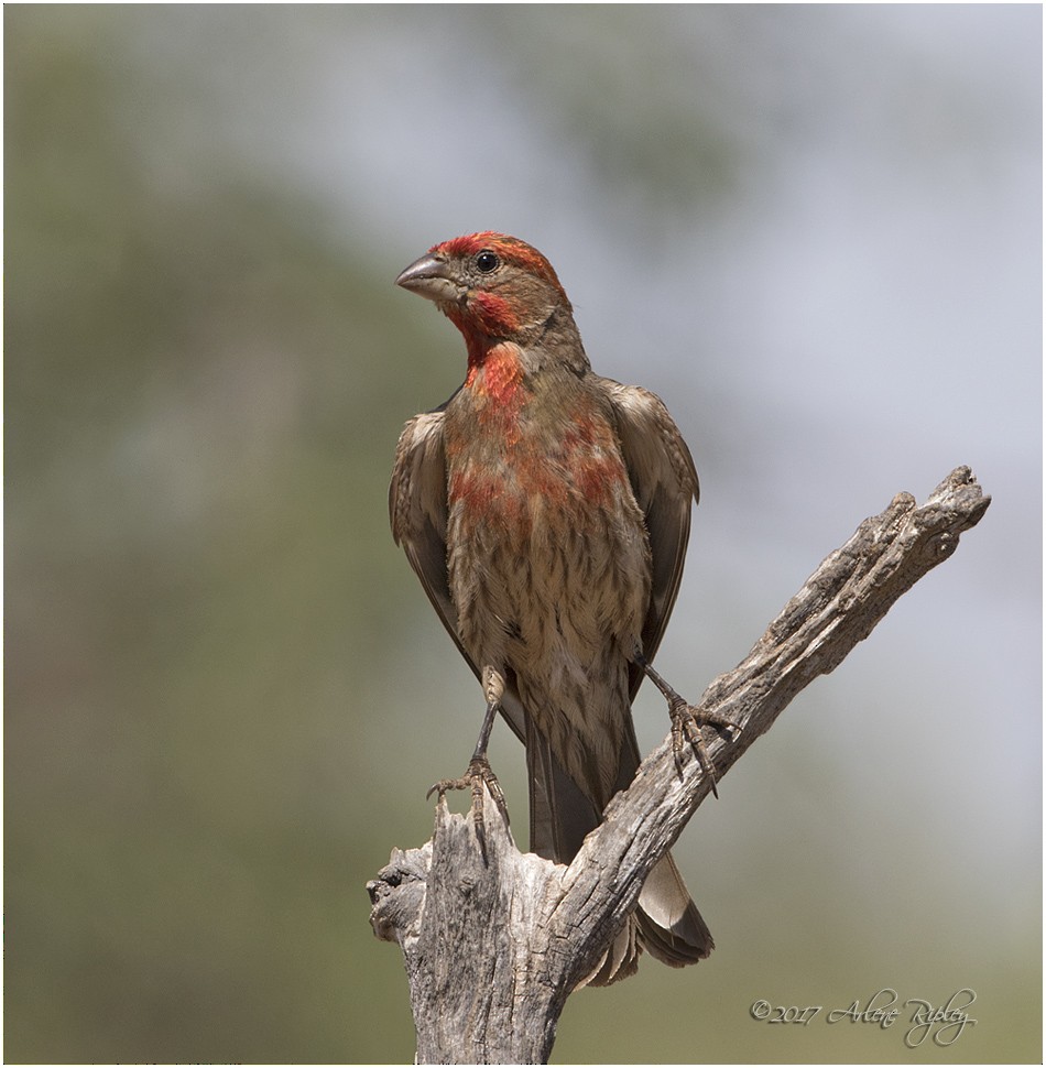 House Finch - ML62496591