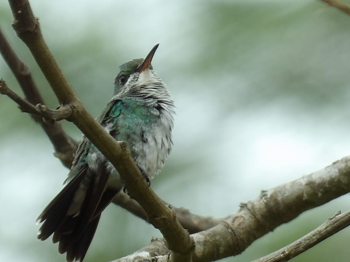 Sapphire-throated Hummingbird - ML624965936