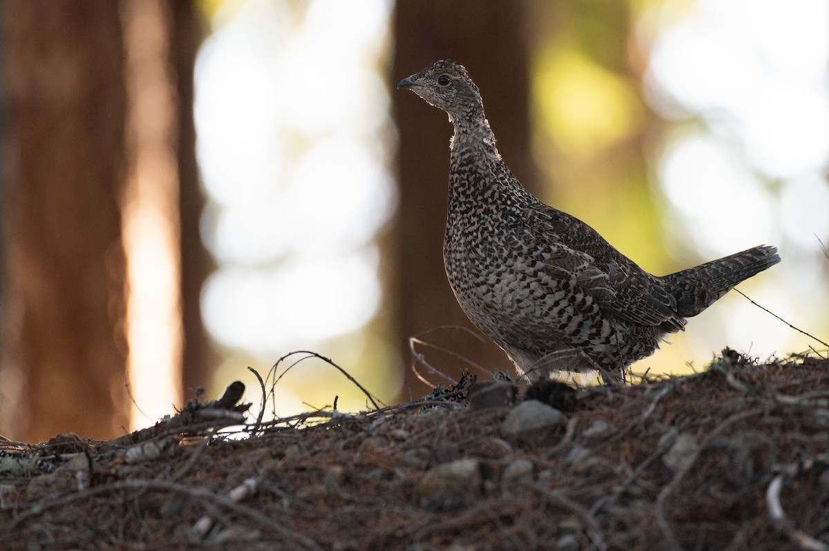 Sooty Grouse - ML624965977