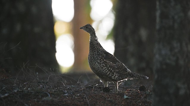 Sooty Grouse - ML624965981