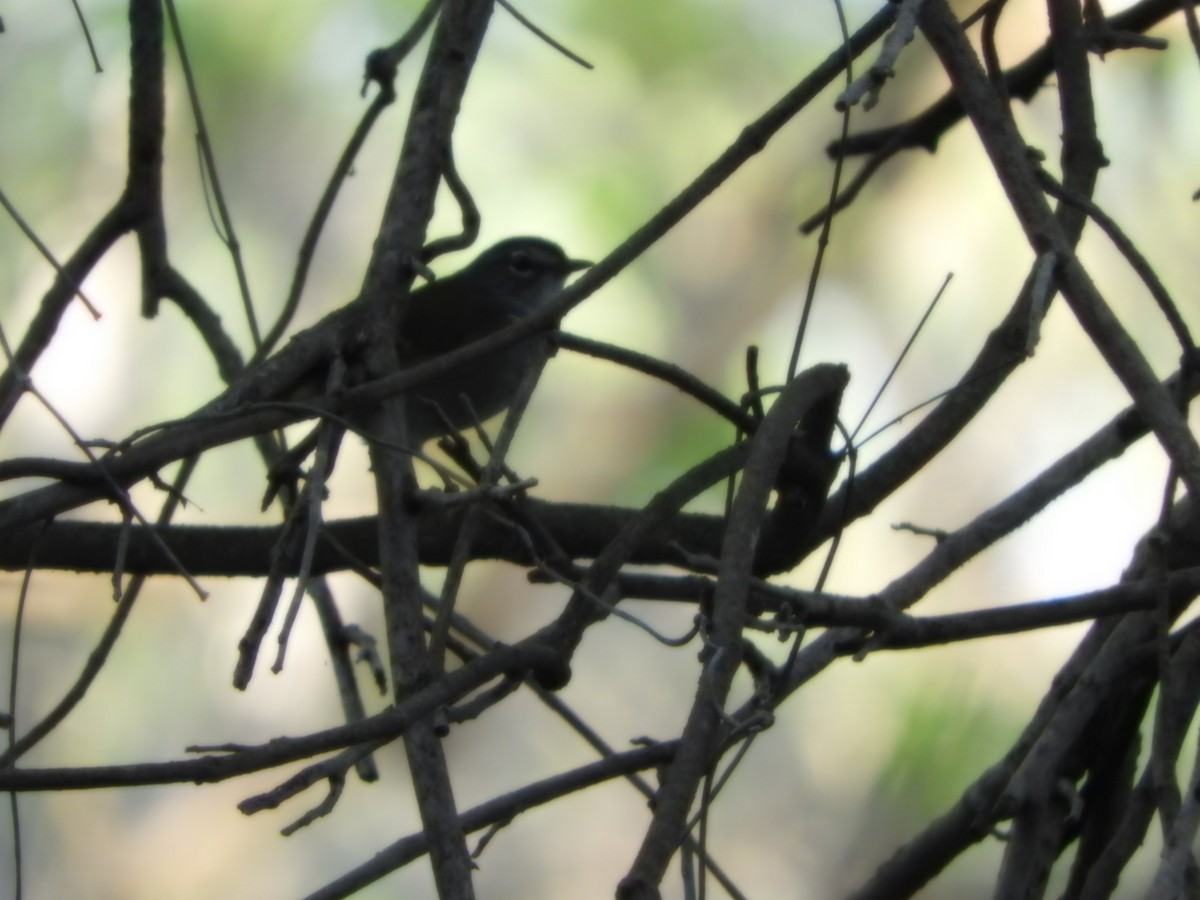 White-browed Warbler - ML624966116