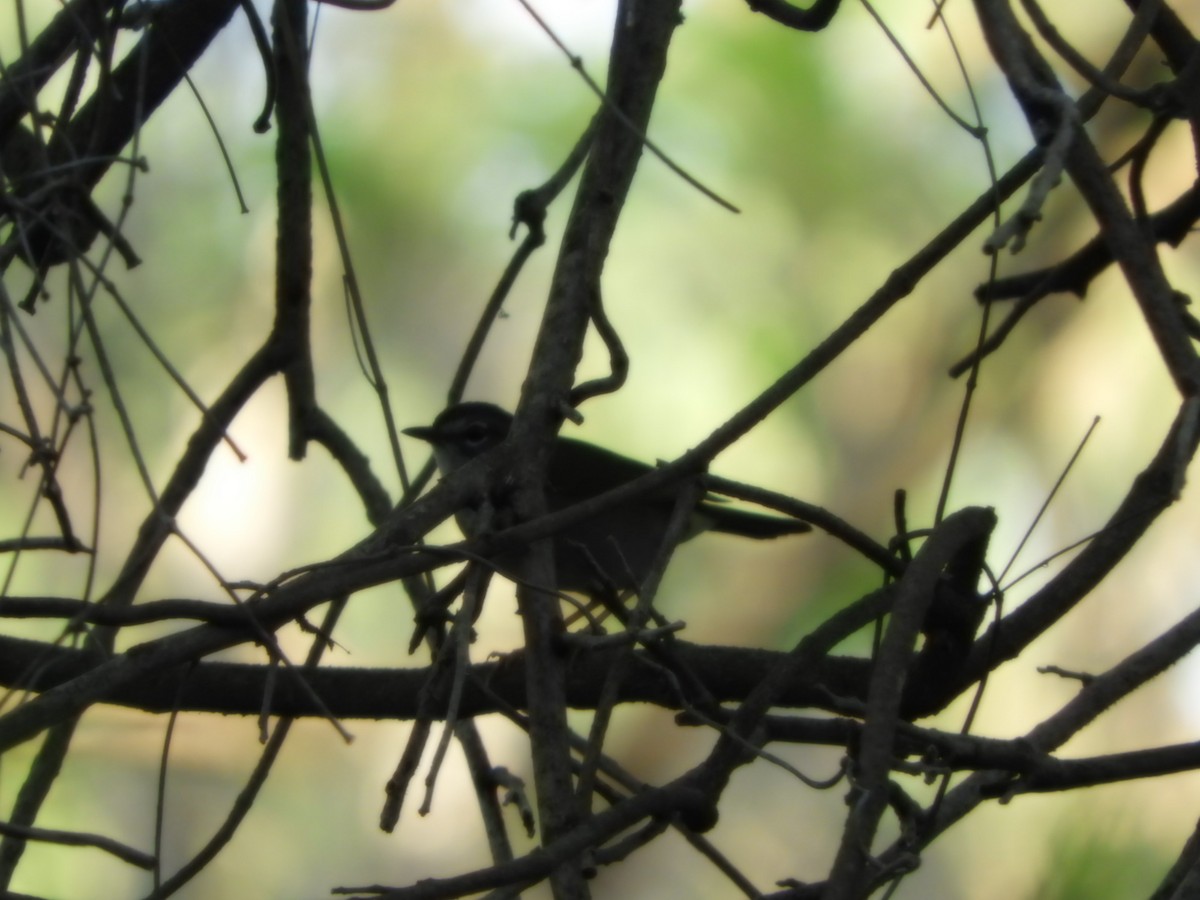 White-browed Warbler - ML624966117