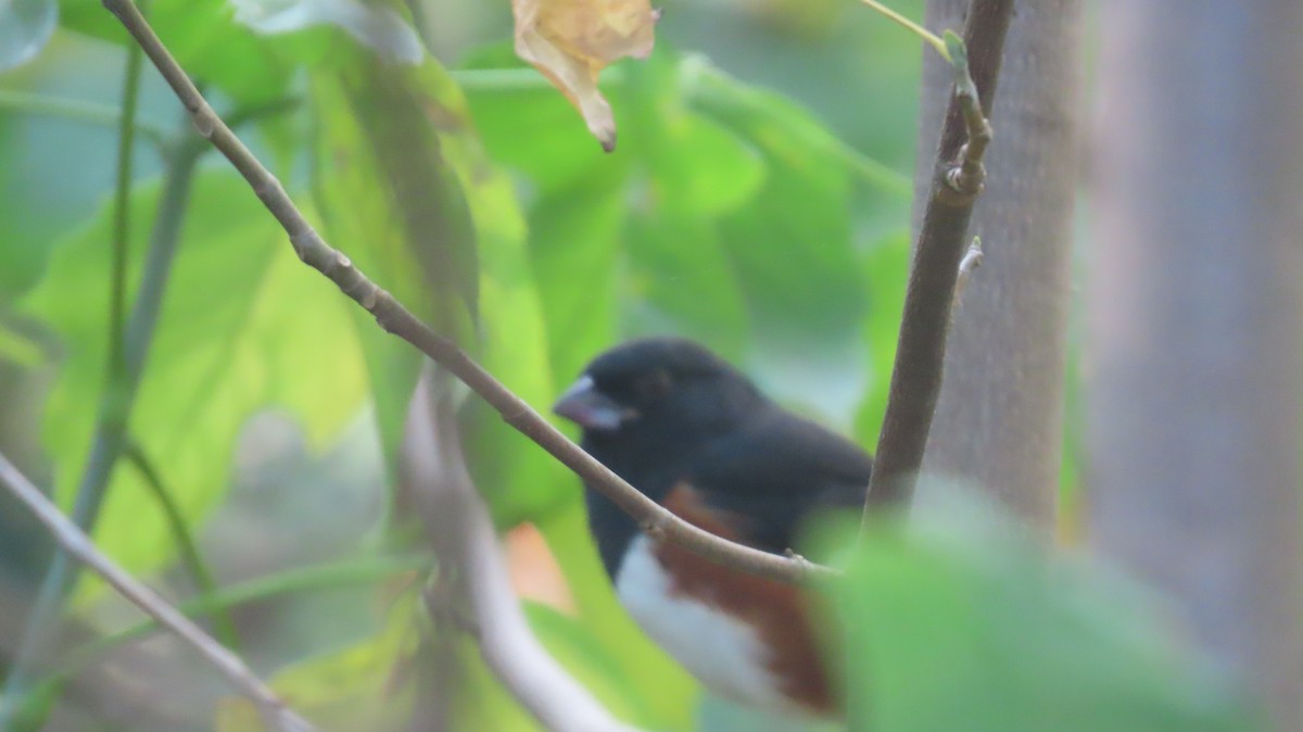 Eastern Towhee - ML624966118