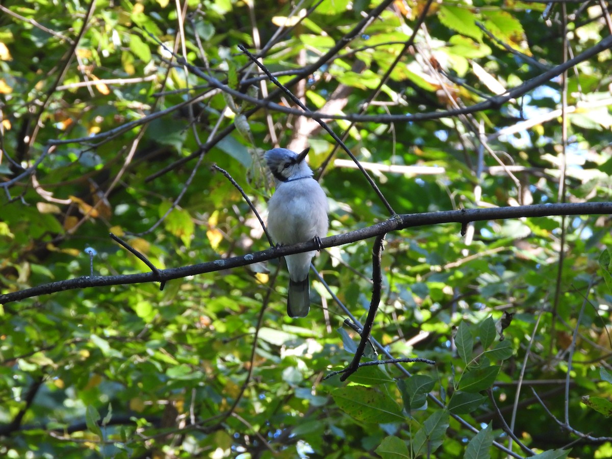 Blue Jay - ML624966174