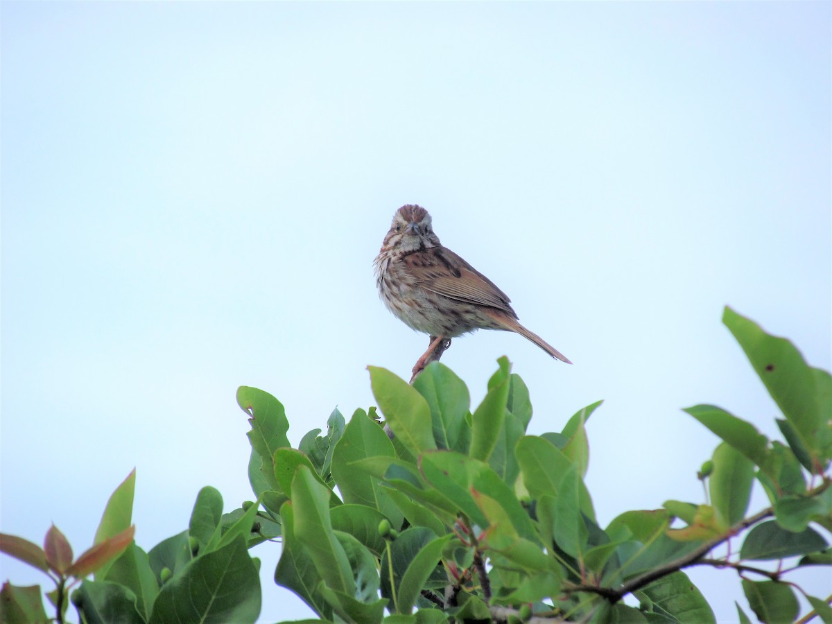 Song Sparrow - ML62496621