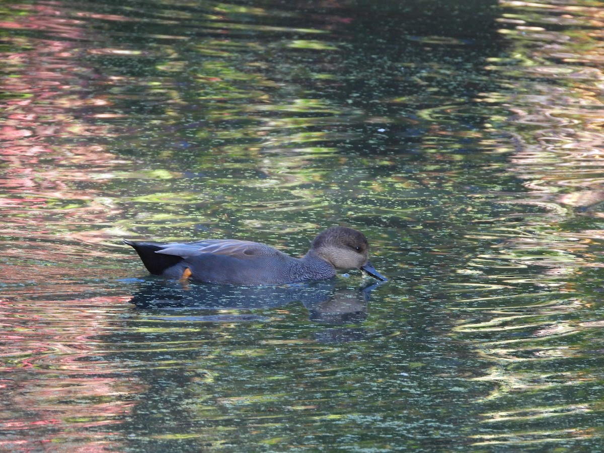 Бор нугас - ML624966218