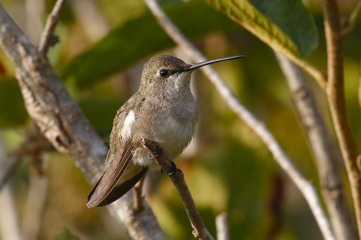 Black-chinned Hummingbird - ML624966277
