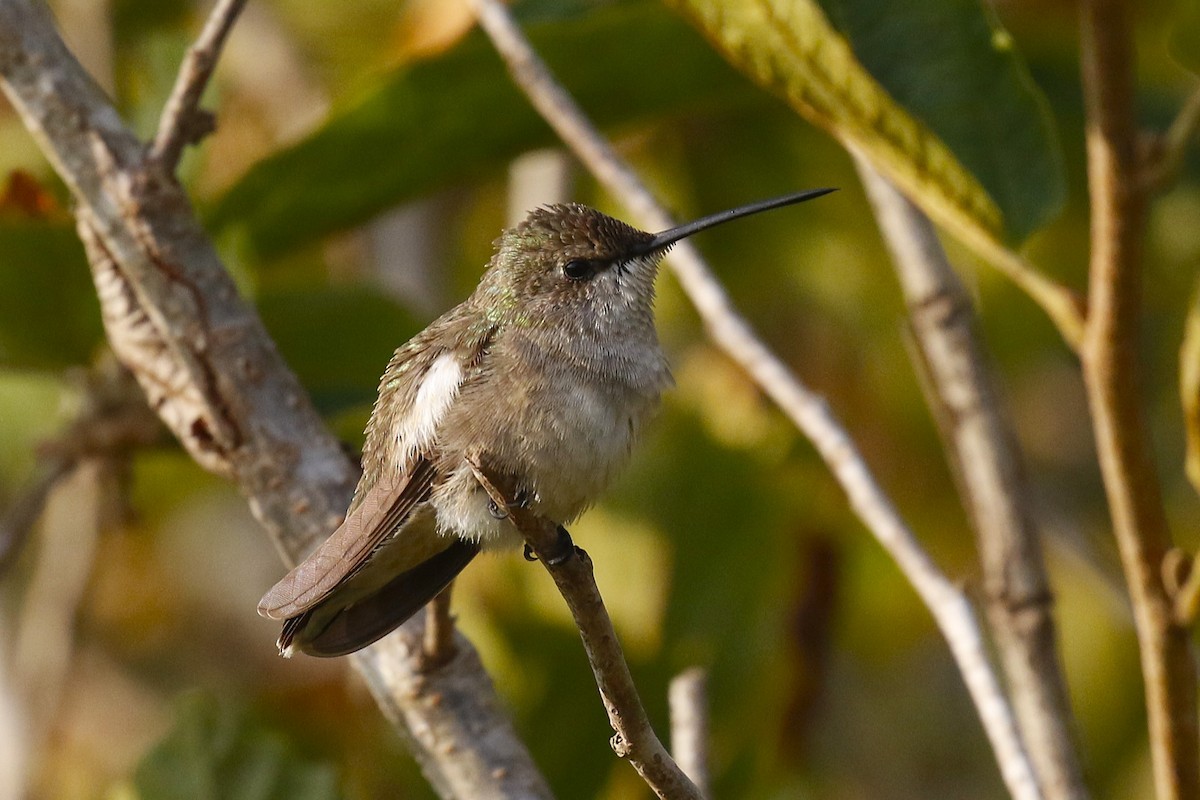Black-chinned Hummingbird - ML624966279
