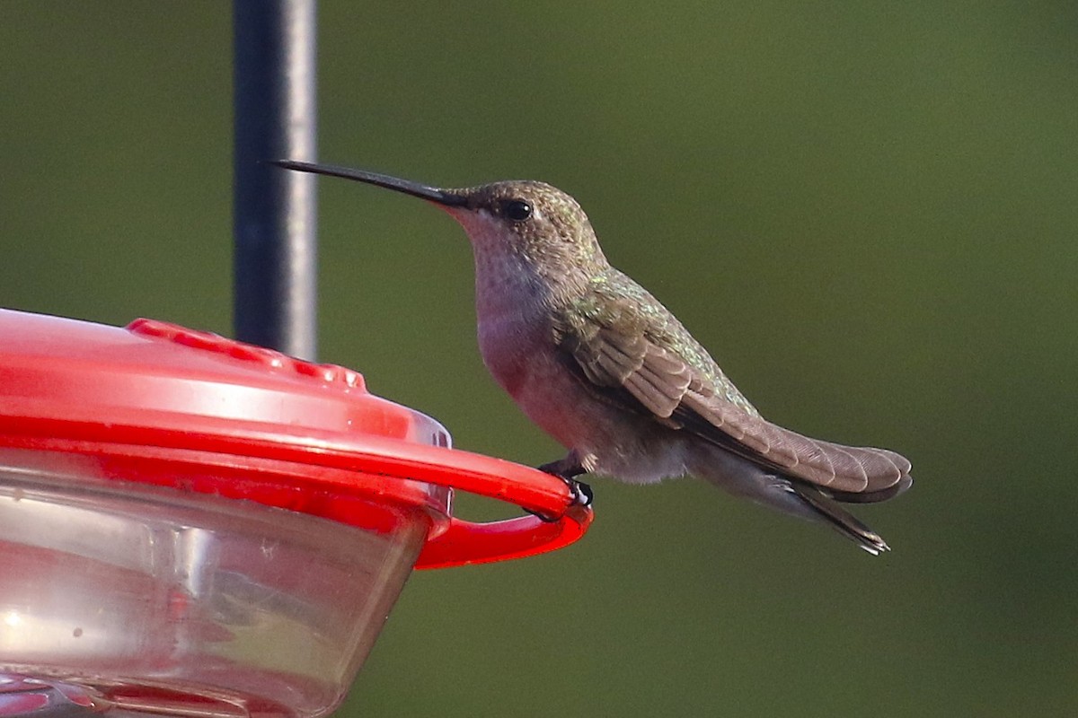 Black-chinned Hummingbird - ML624966281