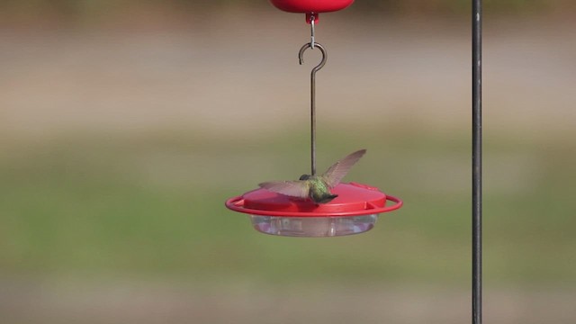 Black-chinned Hummingbird - ML624966283