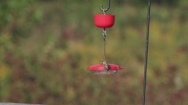 Black-chinned Hummingbird - ML624966284