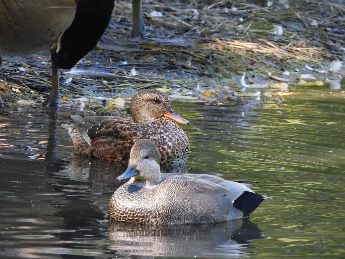 Бор нугас - ML624966289