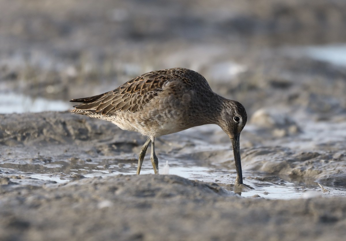 Long-billed Dowitcher - ML624966363