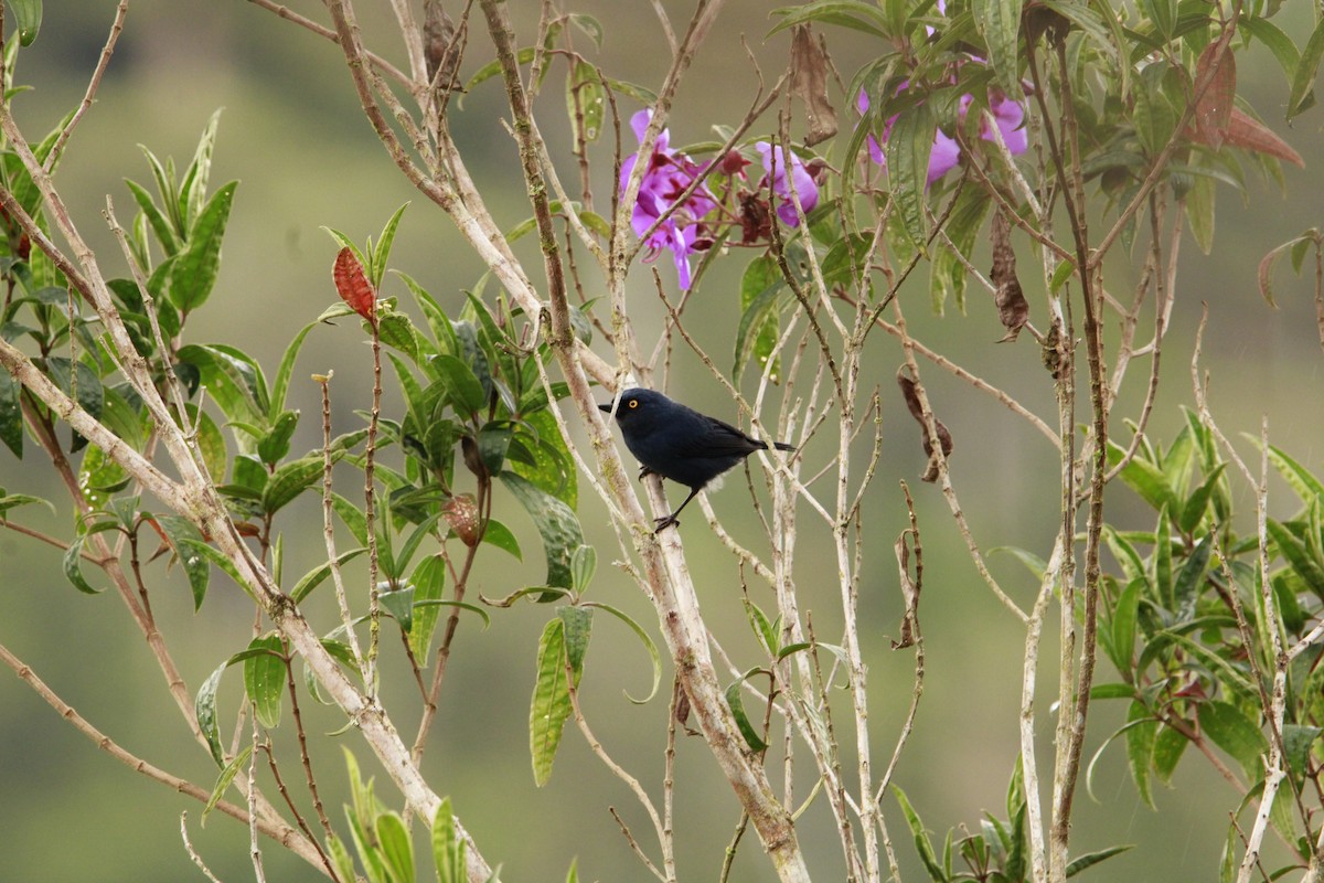 Deep-blue Flowerpiercer - ML624966382