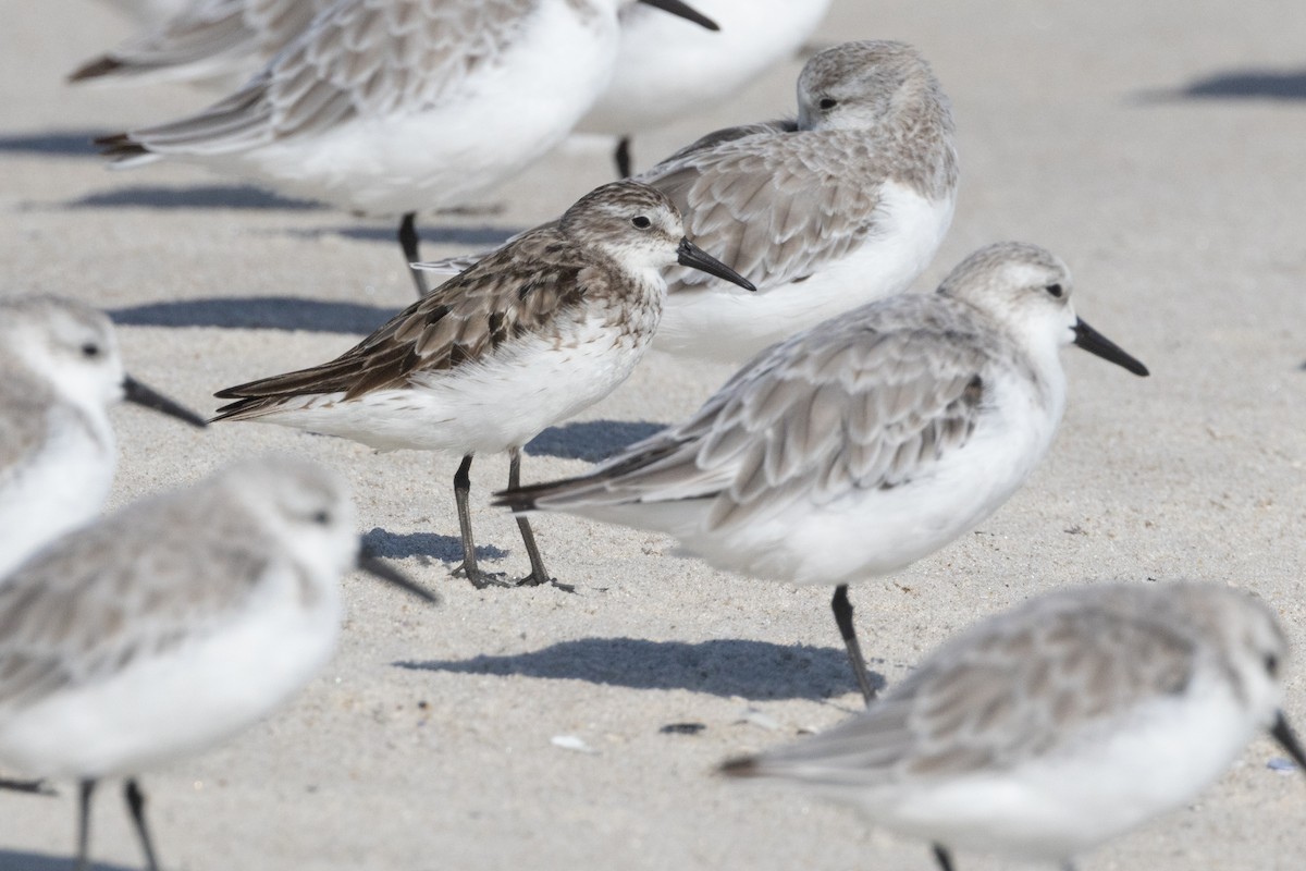 Semipalmated Sandpiper - ML624966387
