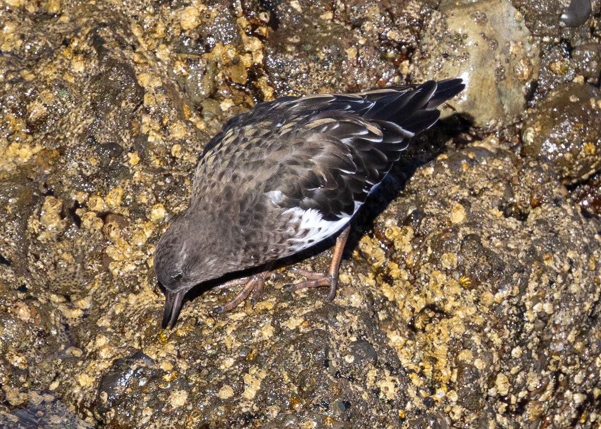 Harri-iraulari iluna - ML624966400