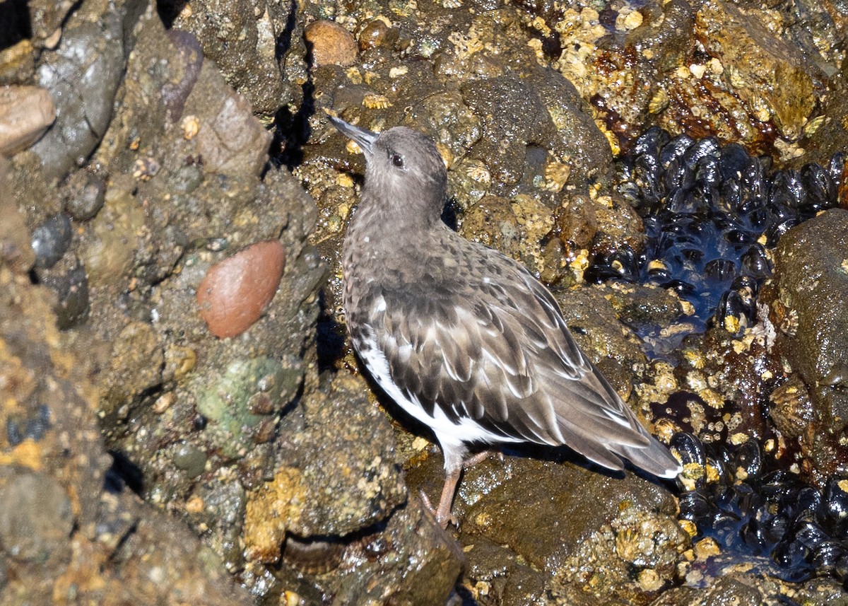 Harri-iraulari iluna - ML624966401
