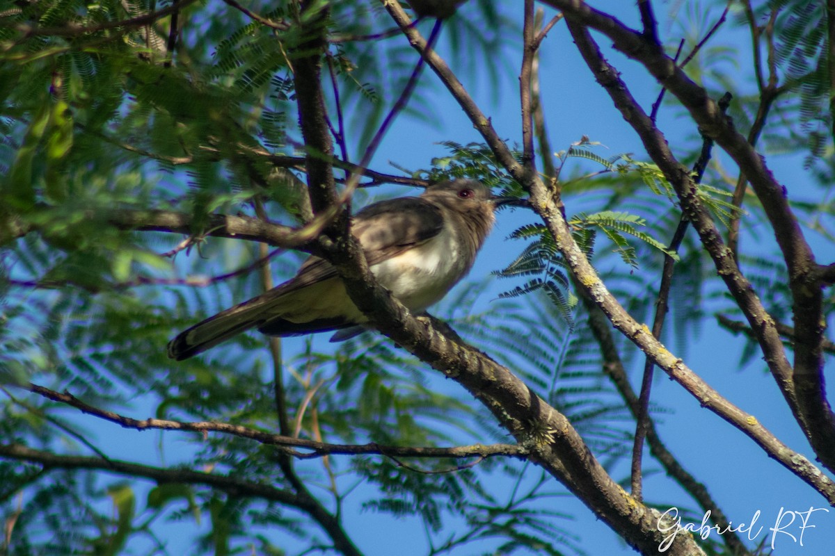 Ash-colored Cuckoo - ML624966411