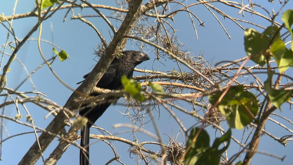 Groove-billed Ani - ML624966437