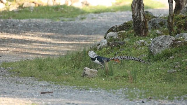 Lady Amherst's Pheasant - ML624966457