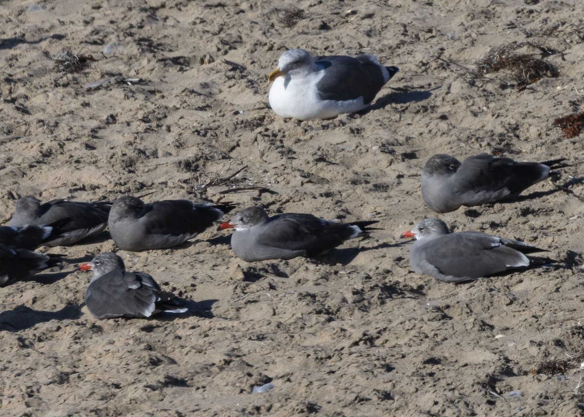 Heermann's Gull - ML624966481