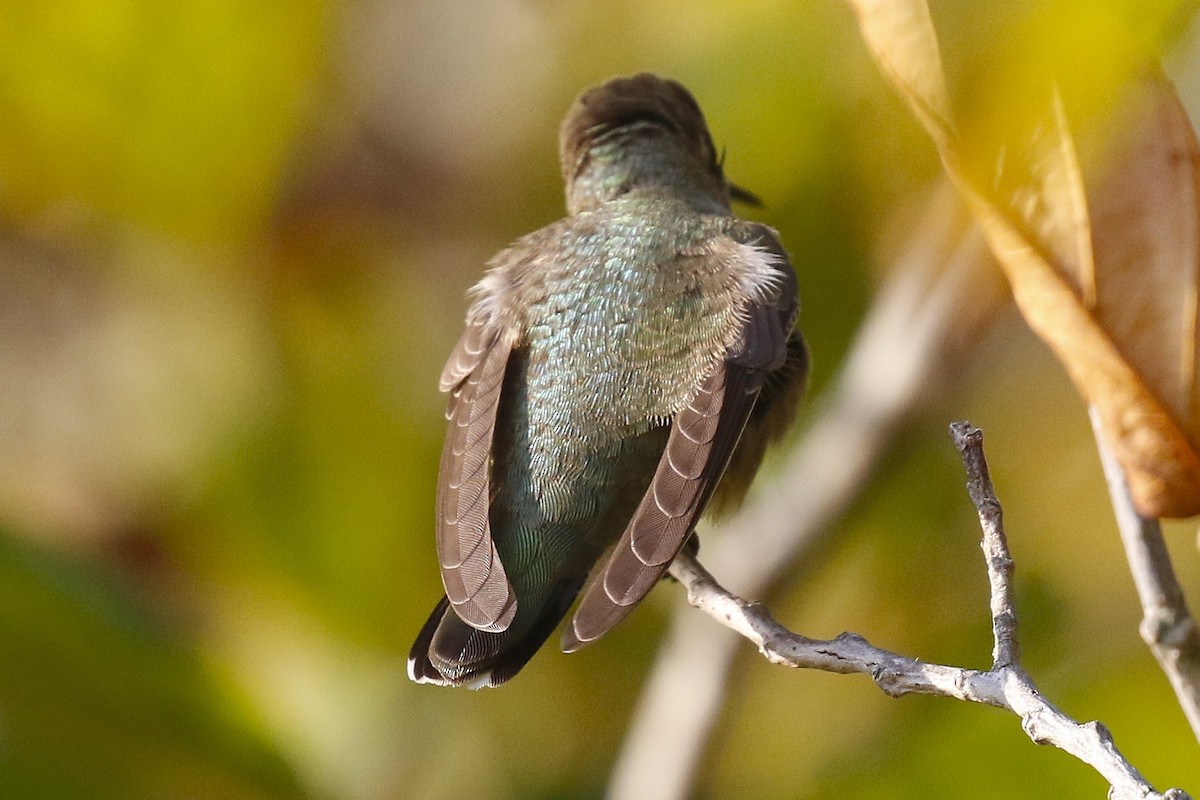 Black-chinned Hummingbird - ML624966497