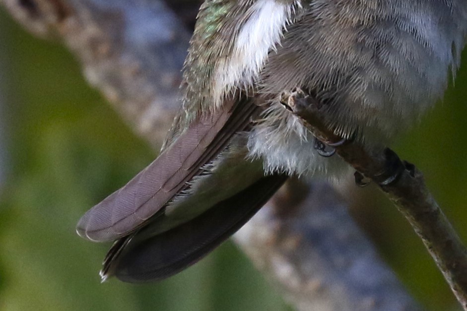 Black-chinned Hummingbird - ML624966507