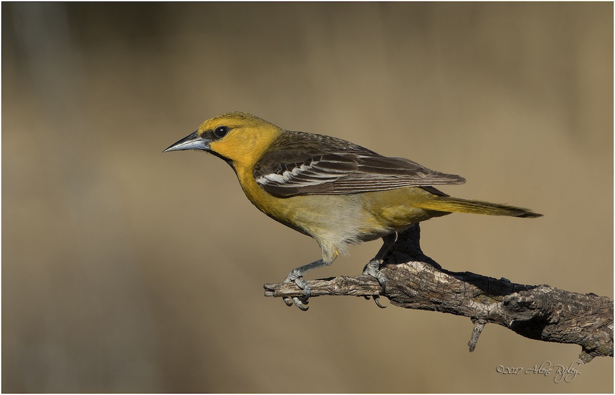 Bullock's Oriole - ML62496651