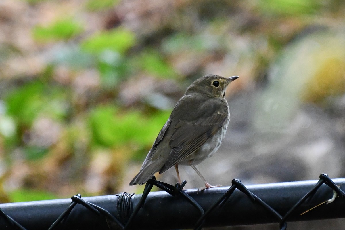 Swainson's Thrush - ML624966655